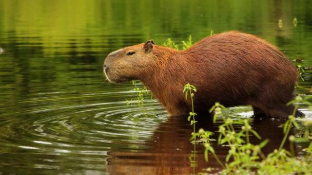 Capivara