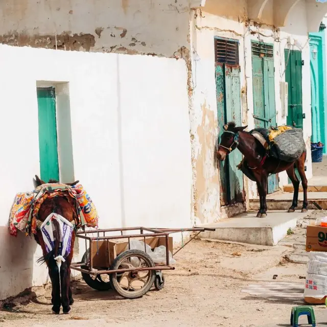 خچر اور گدھے مقامی لوگوں کی طرز زندگی کا حصہ ہیں