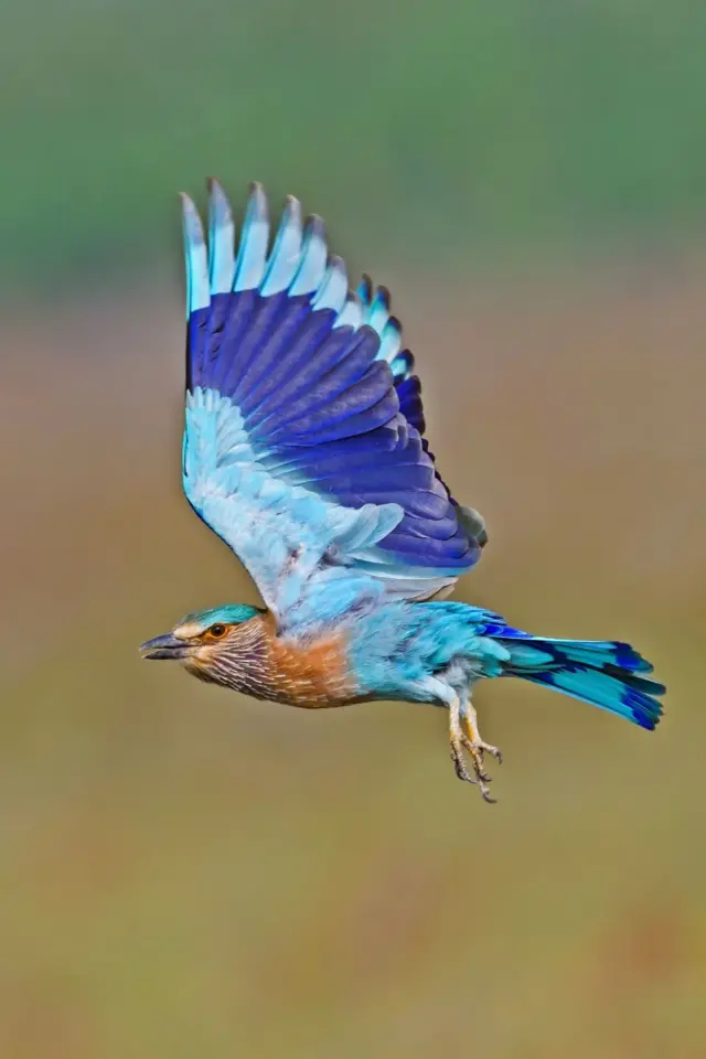 పాలపిట్ట