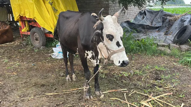 महाराष्ट्र में बैलों और गायों की संख्या में गिरावट आई है