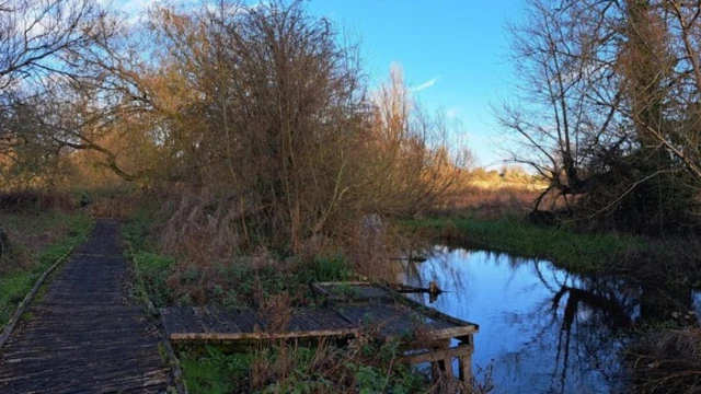 Un sendero de madera junto a un río tranquilo. El sendero tiene vigas de madera que parecen irregulares y descoloridas.