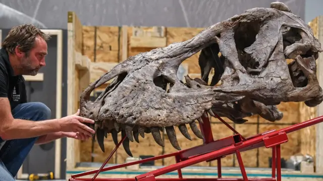 Un chercheur observant le crâne d'un dinosaure.