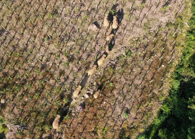 Des éléphants en divagation.