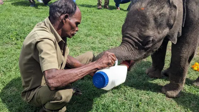 யானைகள், முதுமலை புலிகள் காப்பகம்