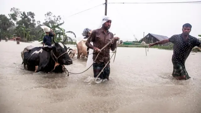 বন্যায় গবাদী পশু নিয়ে বিপাকে পড়েছেন অনেকে