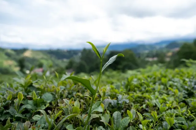 Trabzon'daki bir çay bahçesi. 
