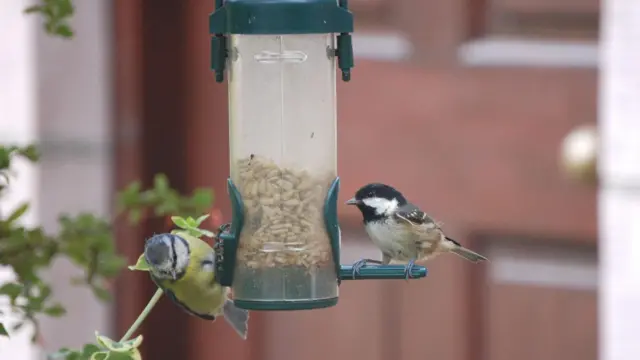 ptice pored hranilice 