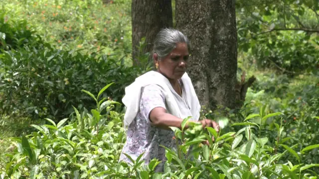 மாஞ்சோலையில் நான்கு தலைமுறைகளாக வேலை செய்யும் மக்கள்.