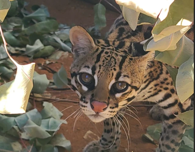 Jaguatirica em um ambiente controlado do Ibama