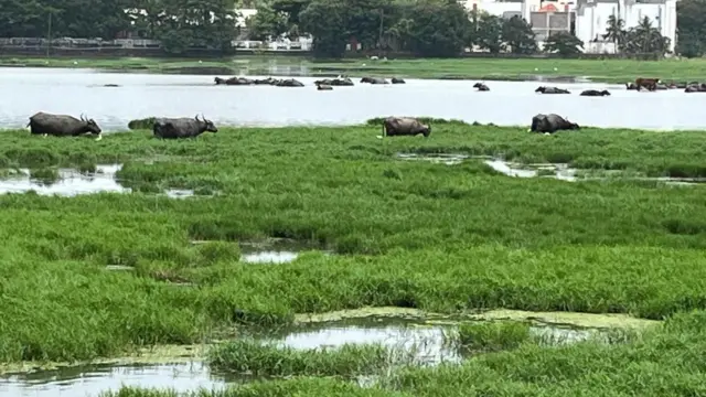 பள்ளிக்கரணை, தமிழ்நாடு மாநில ஈரநில ஆணையம், ராம்சார் தளம், சென்னை
