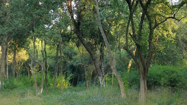 ఏనుగుల దాడి 