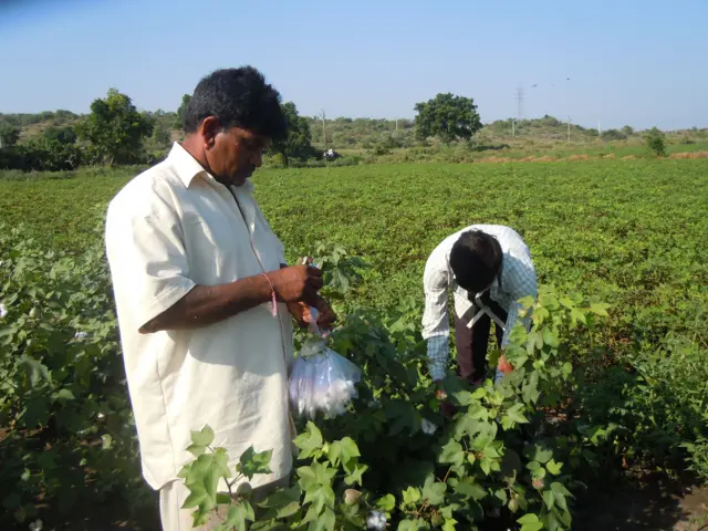 સામતભાઈ જાડાએ સજીવ ખેતીથી તૈયાર કરેલું બીટીમુક્ત, ભેળસેળ વિનાનું પોતાનું આગવું સંકર બીજ તૈયાર કર્યું છે