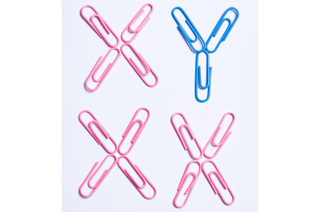 Ilustración de los cromosomas XX y XY hecho con sujetapapeles.