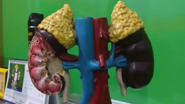 किडनी