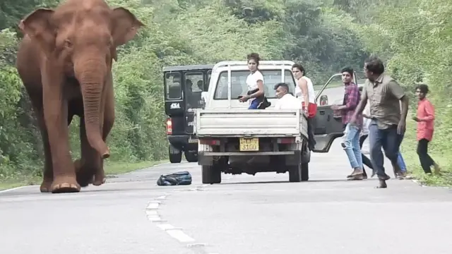 Sri Lanka, inzovu zibangamiye ubuzima bw'abahita, n'ubwazo.