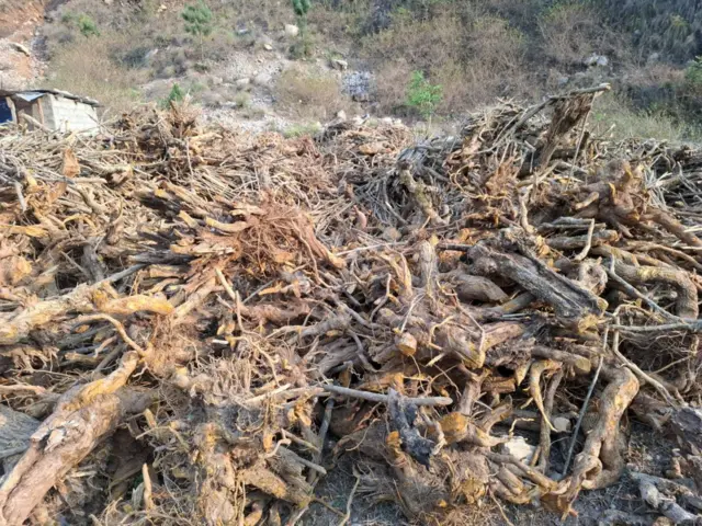 जरैबाट निकालेर नेपालगन्ज लैजान सडक छेउमा राखिएका चुत्रोहरू 