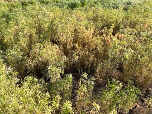 ગુજરાતમાં ખેતી, જીરુંના ભાવ, ઊંઝા માર્કેટમાં જીરુંના ભાવ, જીરું, બીબીસી ગુજરાતી, ખેતીવાડી