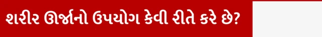 શરીર ઊર્જાનો ઉપયોગ કેવી રીતે કરે છે?