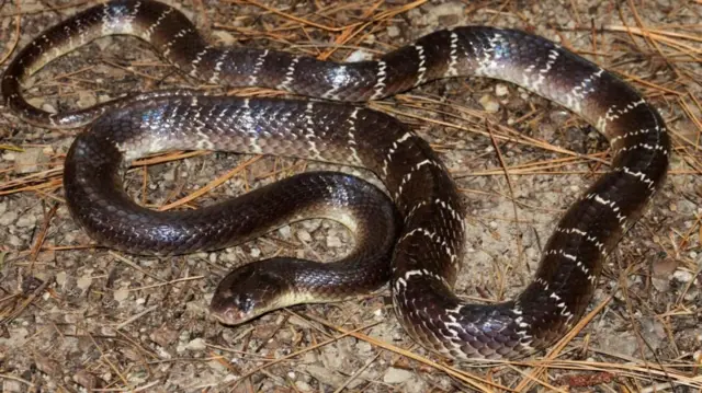 కట్ల పాము, కామన్ క్రైట్ , కోబ్రా, పాము కాటు, విషం