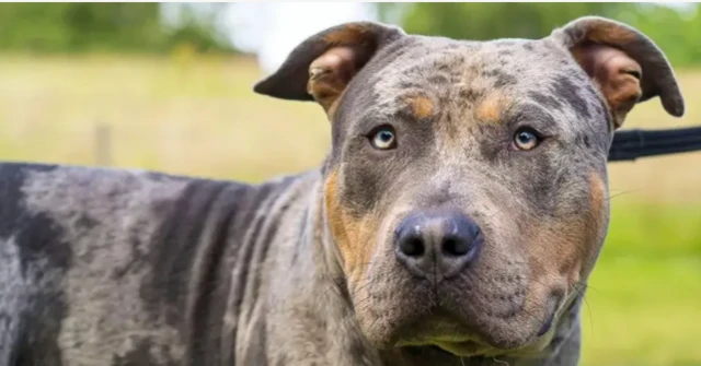 امریکی بُلی ایکس ایل