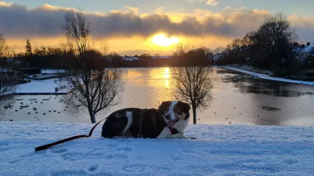 Un perro negro, blanco y marrón tumbado en la nieve frente a un lago con el sol de fondo.
