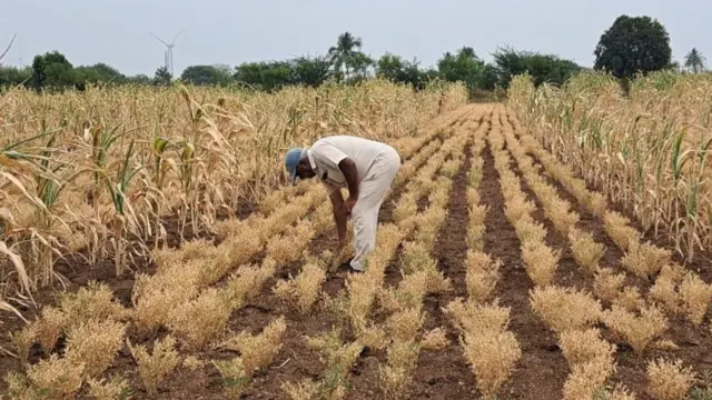 बसगौंडा व्हनखंडे त्यांच्या तुरीच्या शेतात.