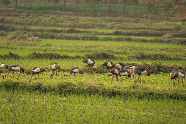 Imisambi myinshi iri mu gishanga, yunamye irimo gutora hasi mu murima urimo ibyatsi. 