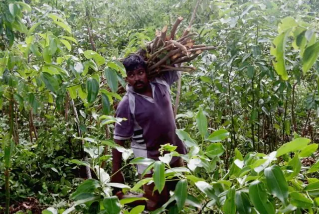 ඉන්දියාවේ කුරුඳු හා ලංකාවේ කුරුඳු බැලු බැල්මට එක හා සමාන මුත් ජාන තාක්ෂණයේ දී එහි වෙනස්කම් හඳුනාගැනීමට හැකි වු බව මහාචාර්ය ප්‍රදීපා බණ්ඩාරනායක බීබීසී සිංහල වෙත පැවසුවාය.
