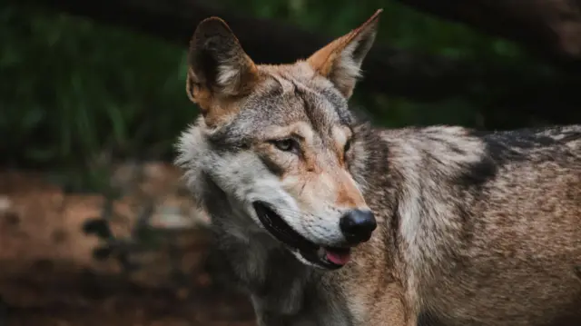 બીબીસી ગુજરાતી, ગુજરાતમાં વરુ, વરુ, ગુજરાતના જંગલમાં વરુ