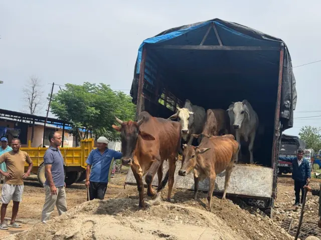गाईको उद्धार 