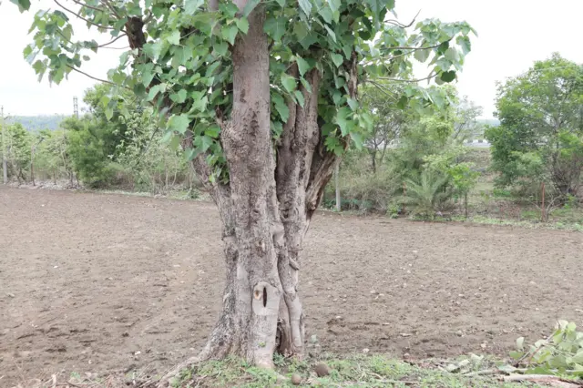 ప్రస్తుతం నిర్మల్ జిల్లా పరిధిలో కేవలం 120 తెల్ల పొనికి చెట్లు మాత్రమే ఉన్నాయని జిల్లా అటవీ అధికారి (డీఎఫ్ఓ) సునీల్ హీరేమత్ బీబీసీతో చెప్పారు