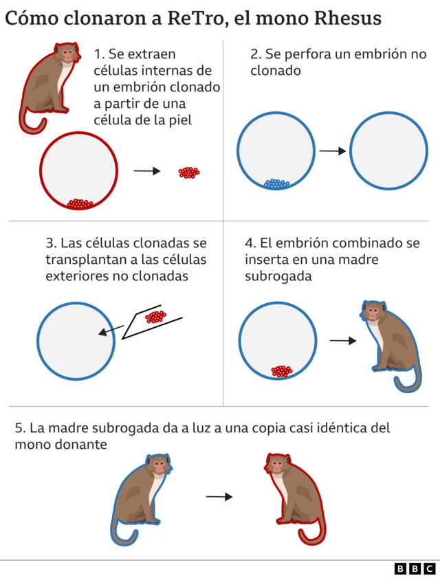 Gráfico que muestra cómofue clonado ReTro, el nono Rhesus