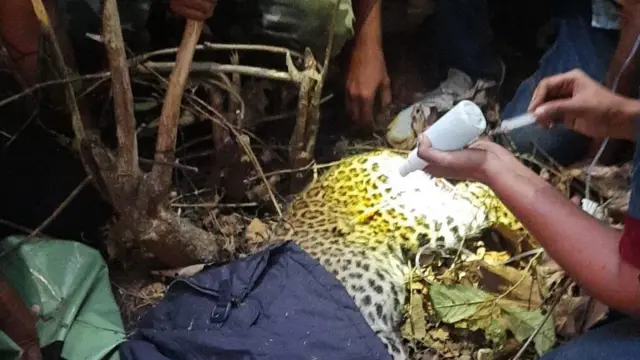 बिबट्या, निसर्ग, पर्यावरण, बदलापूर