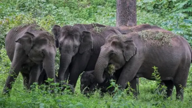 ఏనుగులు