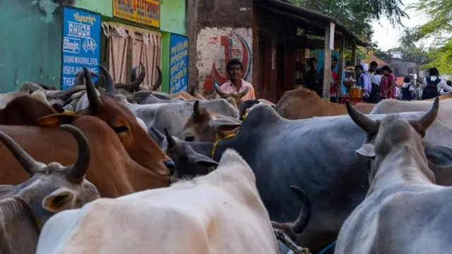 'பசு பாதுகாவலராக ஒரு முஸ்லிம் இருக்க முடியாதா? '