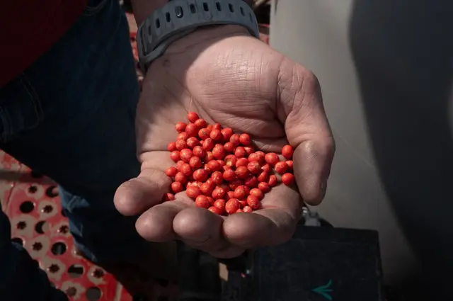 在伊利诺州，一位美国农民查看大豆种子，图为他手中的种子