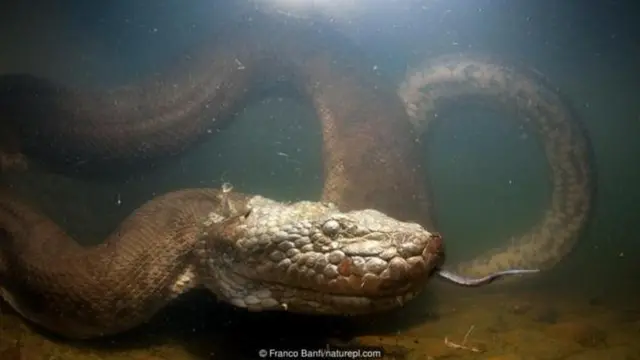 सांप सेक्स