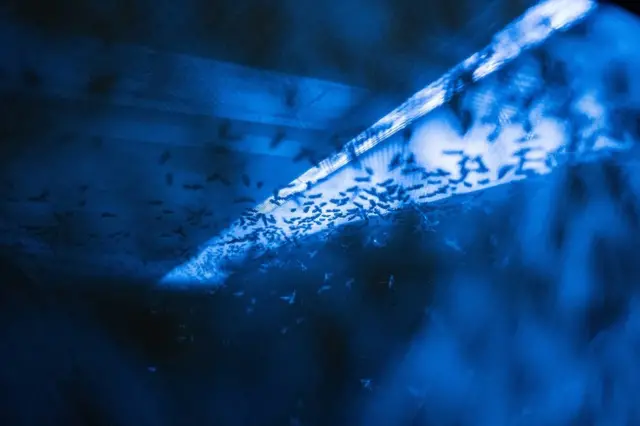 Mouches dans un filet