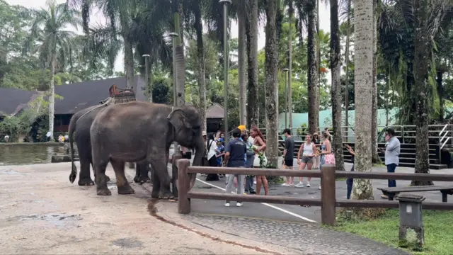 Nigel Mason, gajah, Mason Elephant Park (MEP), Gianyar, Bali