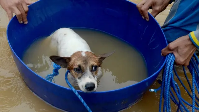 Tim relawan mengevakuasi seekor anjing yang terjebak banjir di Perumahan Bung Permai, Makassar, Sulawesi Selatan, Rabu (23/1/2019). Ketinggian banjir di kawasan tersebut mencapai satu meter akibat meluapnya Sungai Tello.