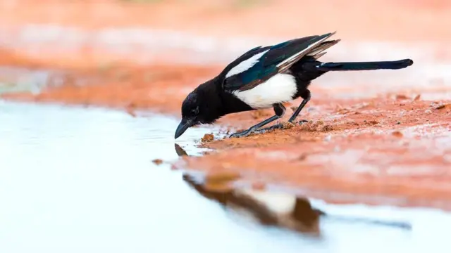 Qarğalar yüksək koqnitiv (idrak) inkişafına görə tanınır