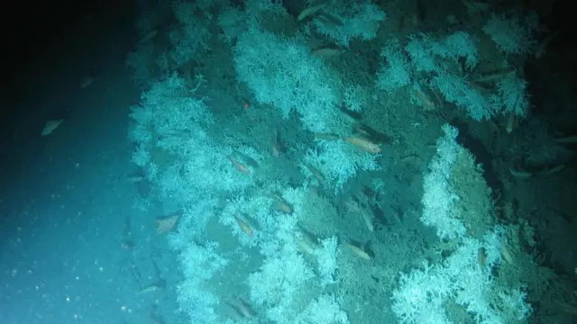 حماية الشعاب المرجانية في المملكة المتحدة