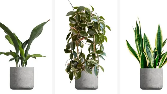 ఇంటి మొక్కలు, సంరక్షణ చిట్కాలు