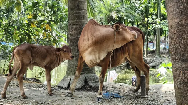 গ্রামের গৃহস্থ বাড়ির গরু