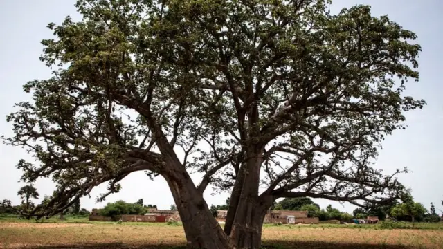 બેઅબેબનું ઝાડ