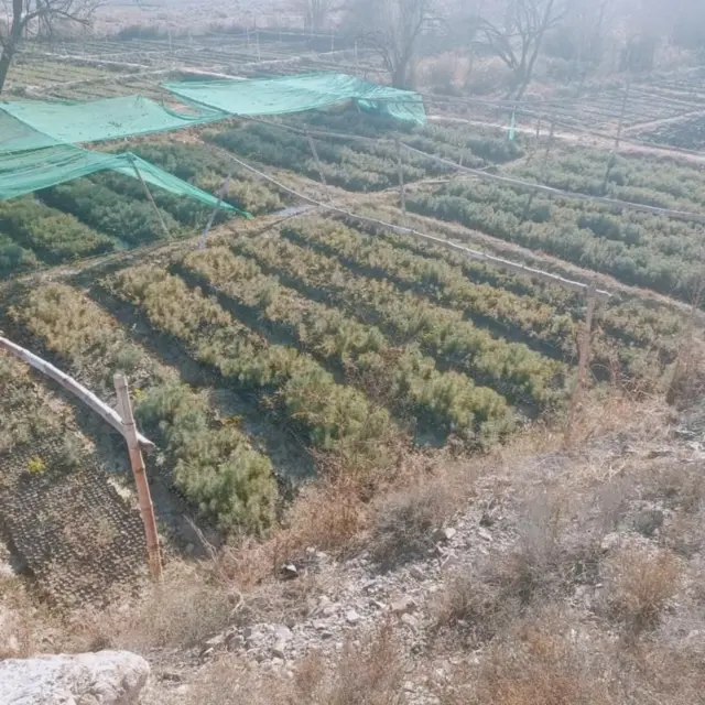 चिलग़ोज़ा की खेती