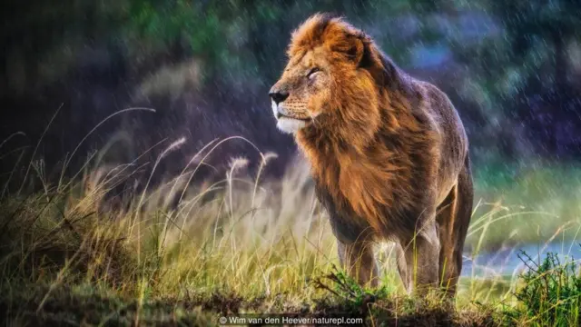 İnsanların şirlərə qarşı münasibəti dəyişkəndir (Mənbə: Wim van den Heever/naturepl.com)