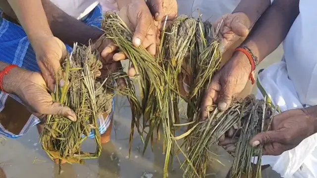 அழுகிய பயிர்கள்