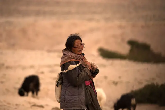 Giderek artan sayıda çoban, değişen iklime tepki olarak mesleği bırakıyor