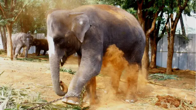 யானைகள் புத்துணர்வு முகாம்